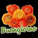 ZZZ Rose Buonanotte