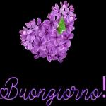 Buongiorno!