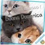 felice domenica 🏄