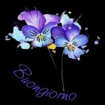 Sorrisi del Mattino