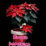 BUONA DOMENICA