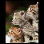 BUONA
NOTTE