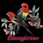 Buongiorno Di Cuore
A Tutti Voi Amici
Felice Giovedi