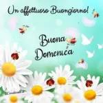 BUONA DOMENICA