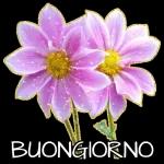 Buongiorno!