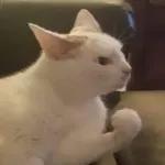 Grazie Non ci interessa