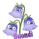 BUON GIORNO