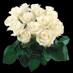 BUONA
NOTTE