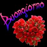  Buongiorno