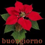 Buon Giorno