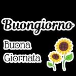 buondi bacibaci