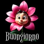 Buongiorno УЛСЫ"papep Felice Coved 