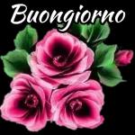 fiori stickers🌸🌸