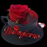 Buongiorno
NE