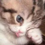 Iranocchio
Vado a dormire