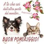 buon pomeriggio