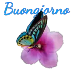 Buongiorno