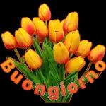 buon
giorno