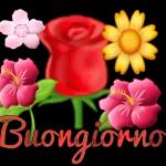 buon giorno  buona notte