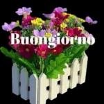 Buon Giorno Frasilandia.com