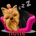 Notte Notte