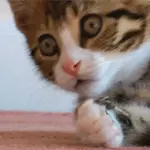 Animati