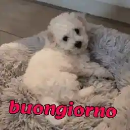 buongiorno gif