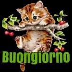 (o Tanti Auguri Di Buon Compleanno! sapevatelo.org ww