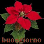 Buon Giorno