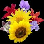 BUONA
NOTTE