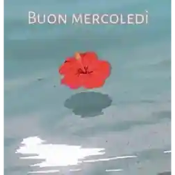 buona notte