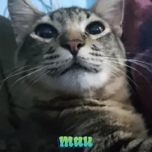 maaf 
