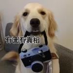 热死狗！