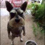 Boleh star plan harini