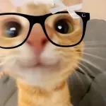 kucing