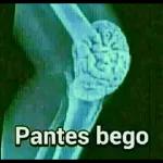 kontol