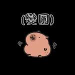 小水豚哋玩喺埋一齐
