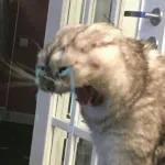 Pwetoala