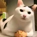 kucing