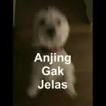 AnjingGakJelas