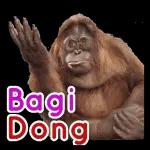 Bisa Aja KECEBONG Sawah