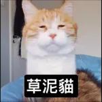 可爱猫仔贴纸-要唔可以抱下 