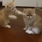                              Little BearTOP STICKERS