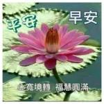 每天好心情
早上好