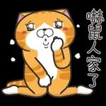 喵星人驾到
