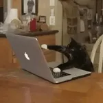 artist
