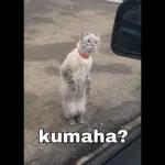 SANTAI ANJING funnydogsite.co