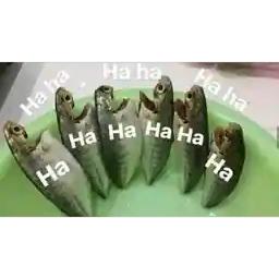 belum cair