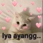 maaf 
