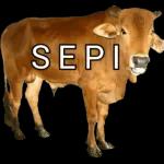 koleksi 8 sepi